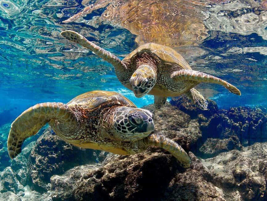 Muscat Oman: Snorkeling adventure to Daymaniyat Island - Kayaks, paddle boards, and beach time