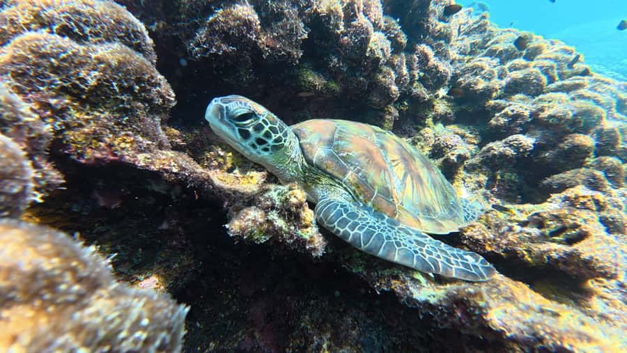 Muscat Oman: Snorkeling adventure to Daymaniyat Island - The 45-minute speedboat ride to Daymaniyat