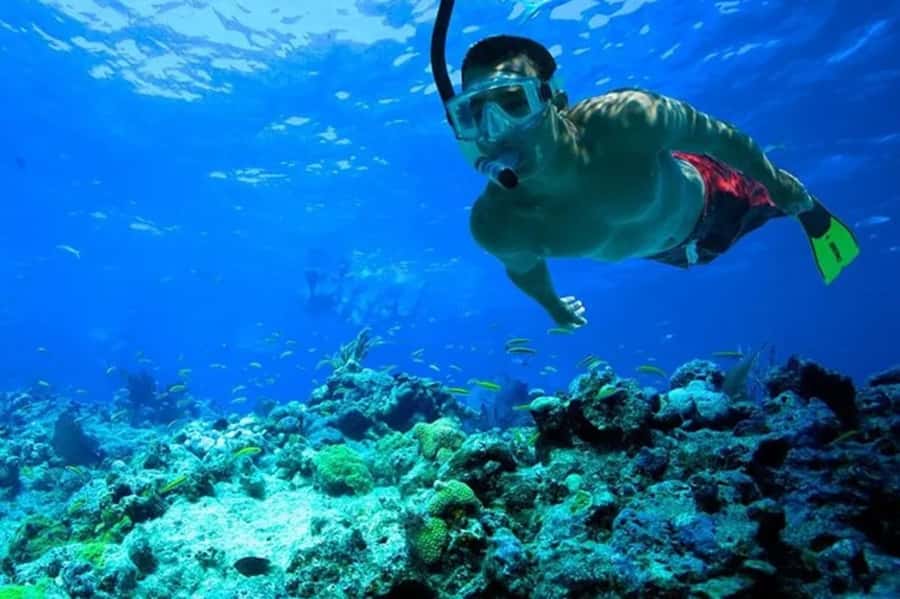 Muscat: Snorkeling and Dolphin Watching Tour - The Main Strengths and Weak Spots