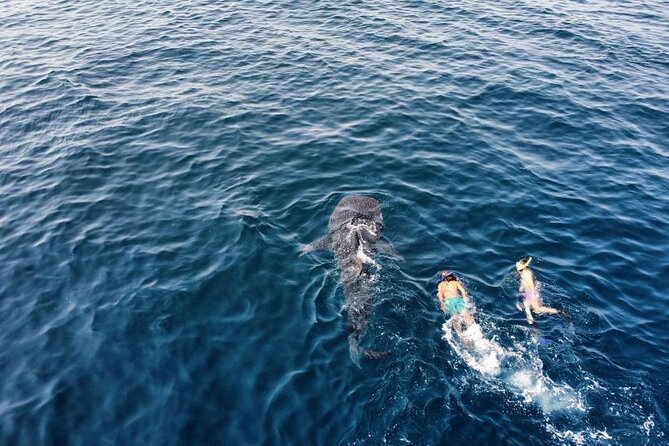 Muscat Snorkeling Trip to Daymaniyat Islands with BBQ lunch - Starting at Al Mouj at 8:00 am