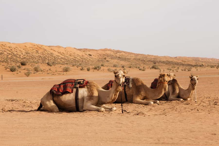Muscat: Wadi Bani Khalid Oasis & Oman Desert Tour - Lunch near the oasis and the practical pause