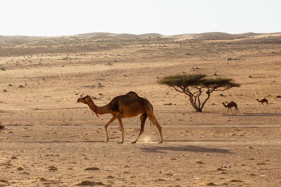 Muscat: Wadi Bani Khalid Oasis & Oman Desert Tour - Choosing between the three tour options