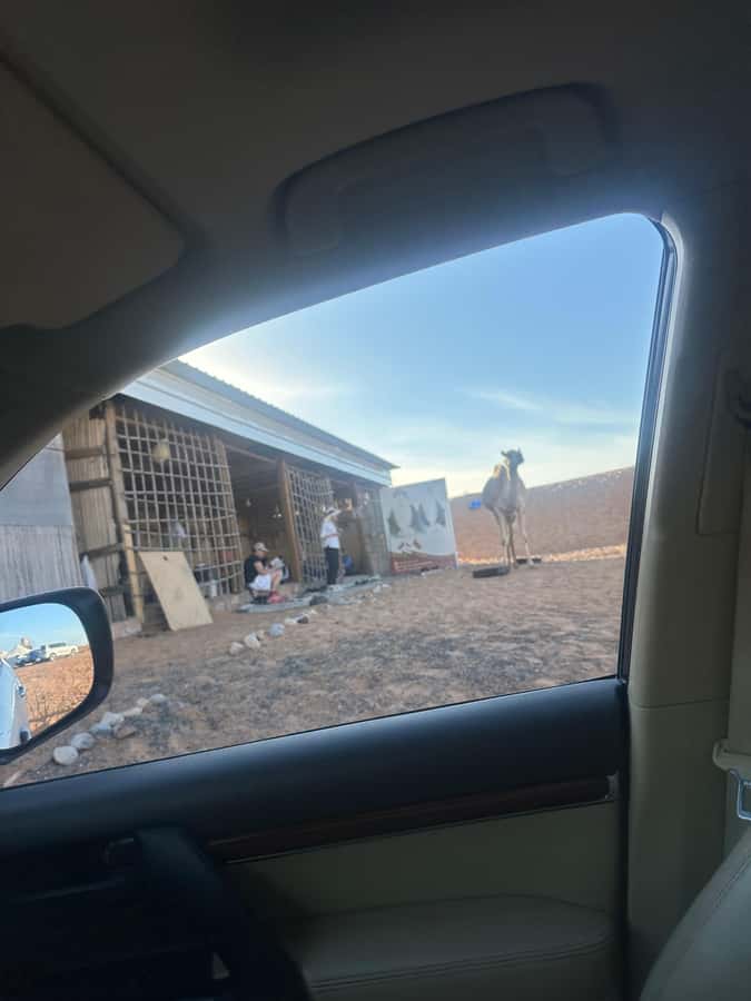 Muscat: Wadi Bani Khalid & Sunset at Wahiba Sands - What the Camel Ride Is Really Like