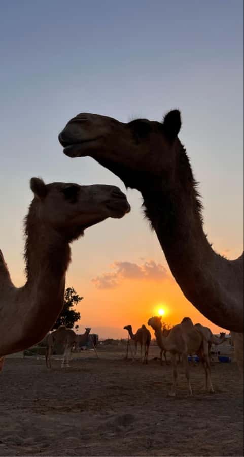 Muscat: Wadi Bani Khalid & Sunset at Wahiba Sands - What to Pack for the Seven Hours
