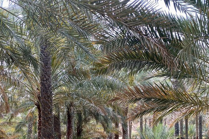 Old Nizwa authentic walks - What the private guide adds