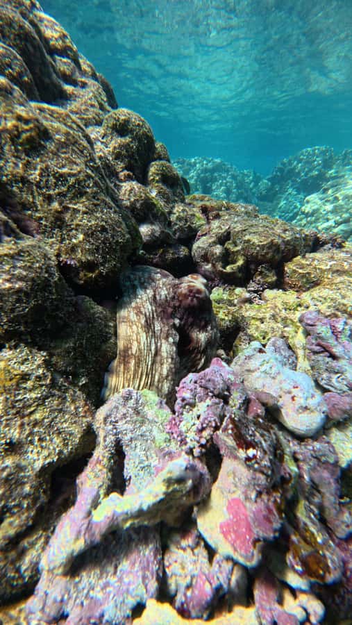 Oman: Daymaniyat Islands Visit and Snorkeling - Summer’s second snorkeling stop
