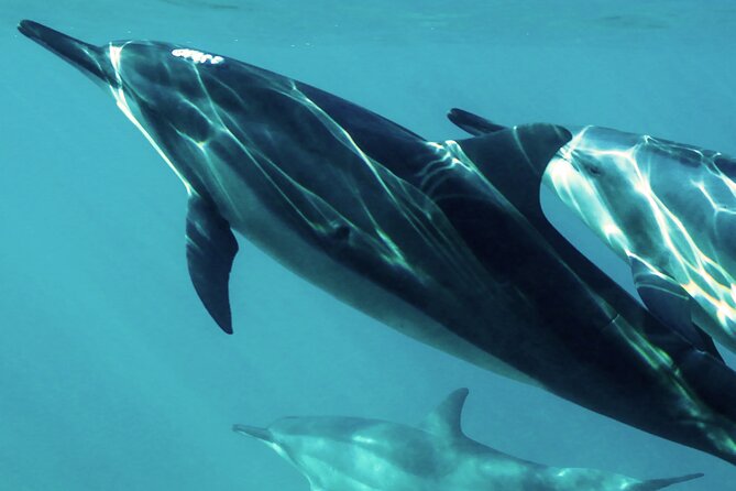 Oman Dolphin Watching Tours - Key points before you book