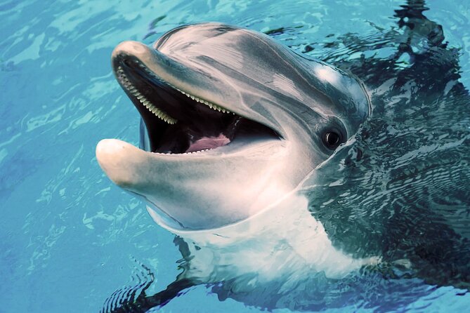 Oman Dolphin Watching Tours - Who will enjoy this Muscat boat trip?