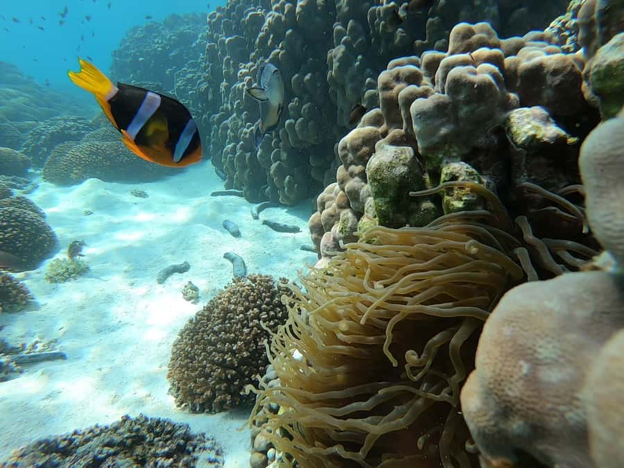 Oman: Snorkeling Trip at Daymaniyat Islands - Key points to know before you book