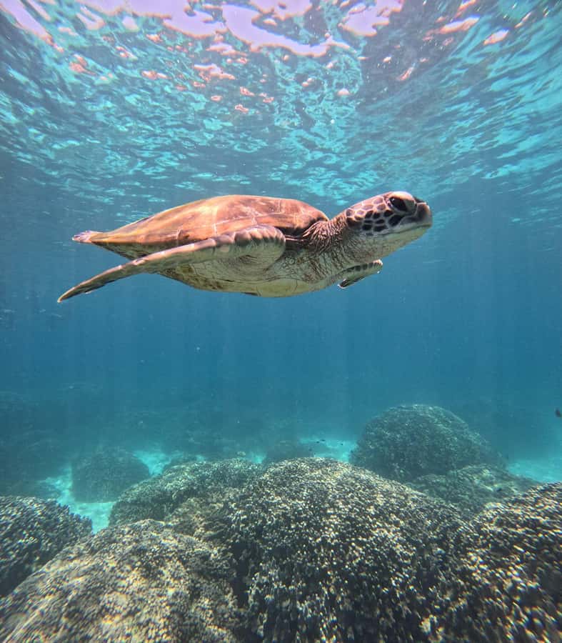 Oman: Snorkeling Trip at Daymaniyat Islands - Why the Daymaniyat Islands are worth the boat ride