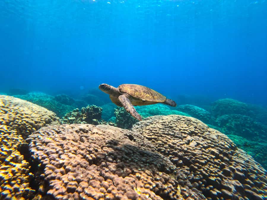 Oman: Snorkeling Trip at Daymaniyat Islands - A shaded boat makes the travel time easier