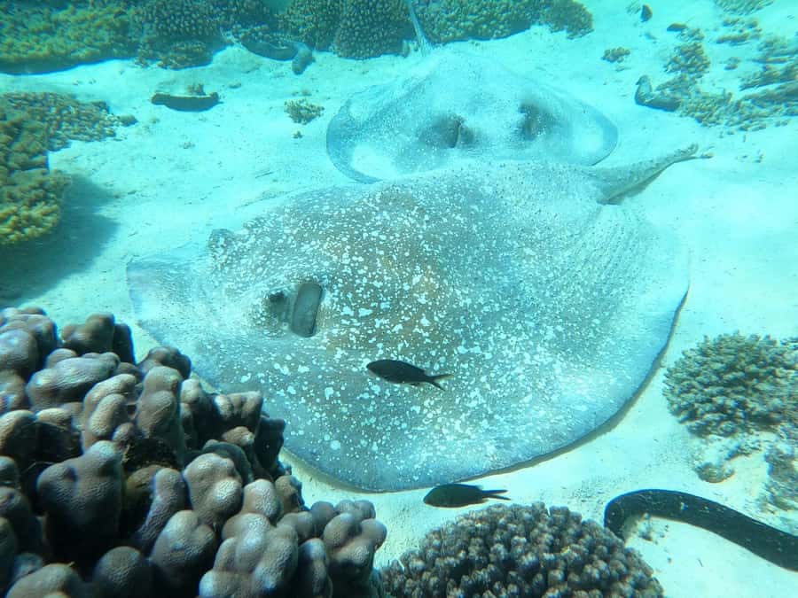 Oman: Snorkeling Trip at Daymaniyat Islands - Island views and seasonal beach access