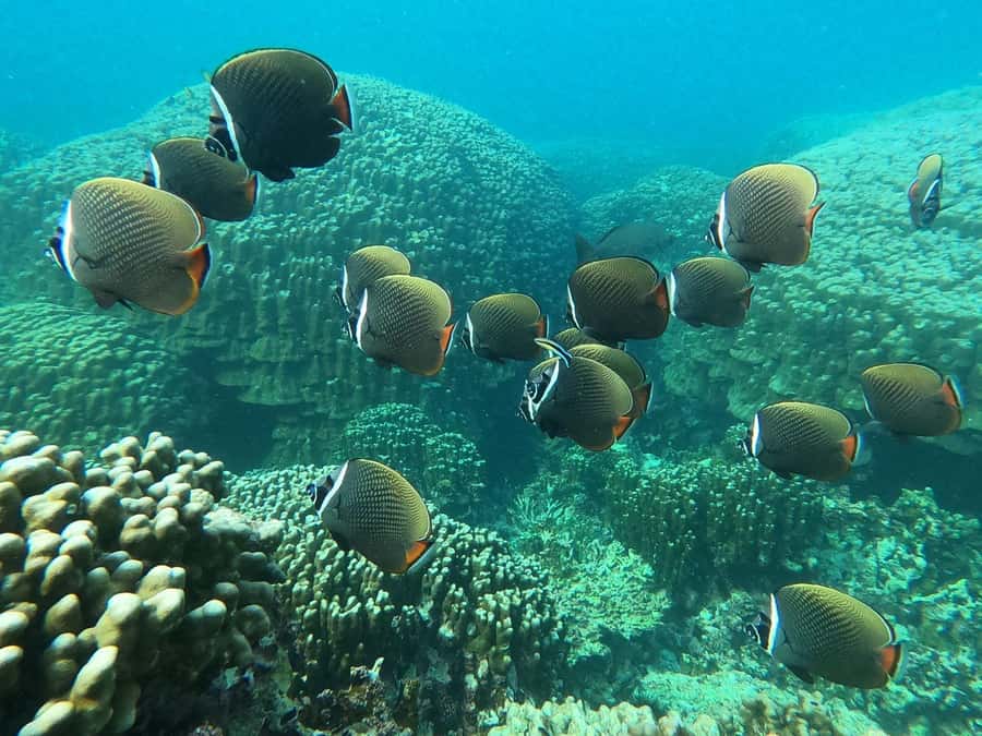 Oman: Snorkeling Trip at Daymaniyat Islands - Snacks, refreshments, and what is not included