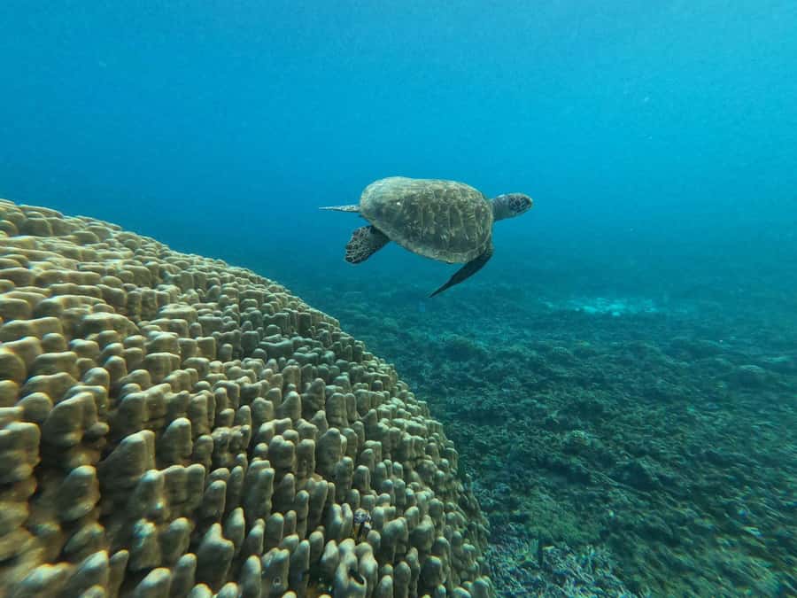 Oman: Snorkeling Trip at Daymaniyat Islands - GoPro videos add useful value