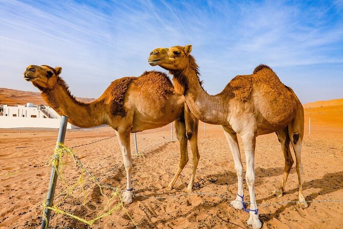 Private 2 Days 1 Night Wahiba Sands Desert and Wadi Bani Khalid Tour - A night at Arabian Oryx Camp