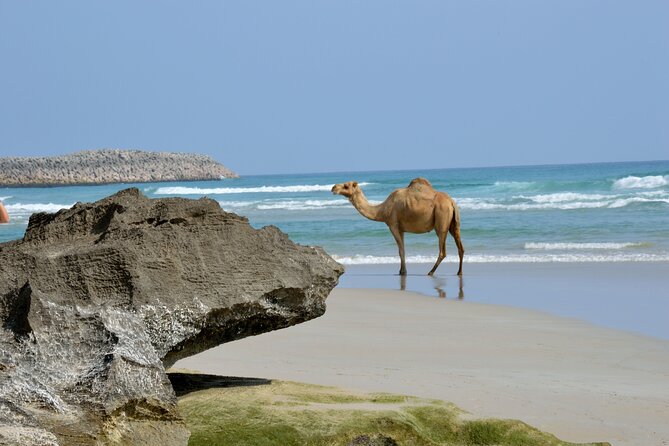 Private Caribian Orient (Swiming in Fazayeh Beach ) - What $120 per person really buys