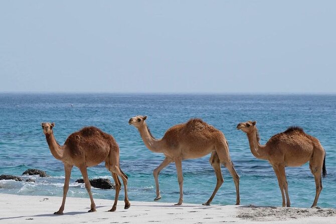 Private Caribian Orient (Swiming in Fazayeh Beach ) - Marneef Cave and the Al Mughsail blowholes