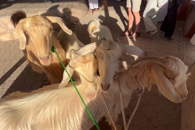 Private Friday Cattle Market-Nizwa and Jebel Akhdar-Full-Day Tour - Nizwa Fort and Views Across the Old Town
