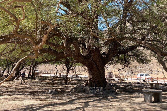Private Full-Day East Oman Tour from Salalah with Lunch - Lunch in Mirbat and the taste of local life