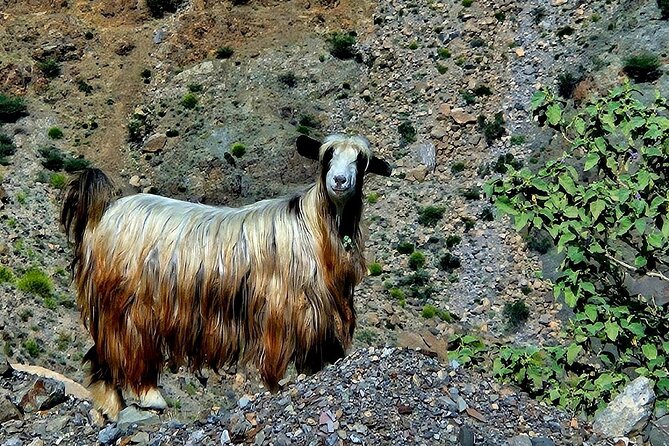 Private Full-Day Jebel Akhdar-Al Suwjara Village Tour - Nizwa adds an important piece of Oman