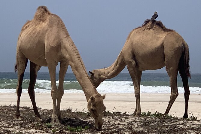 Private Guided Tour to West Beaches of Salalah - The winding road to Fazayah Beach