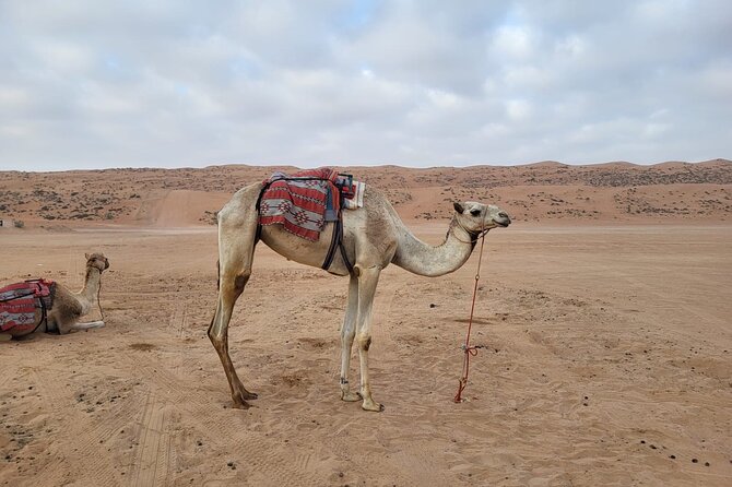 Private Safari tour and Wadi in 4x4 with a local guide - Who will enjoy this tour most?