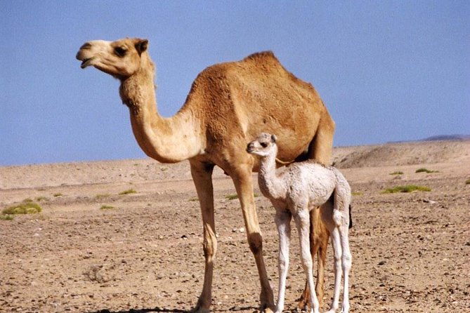 Private Safari Wahiba Sands and Wadi Bani Khalid from Muscat - Why This Pair of Stops Works So Well