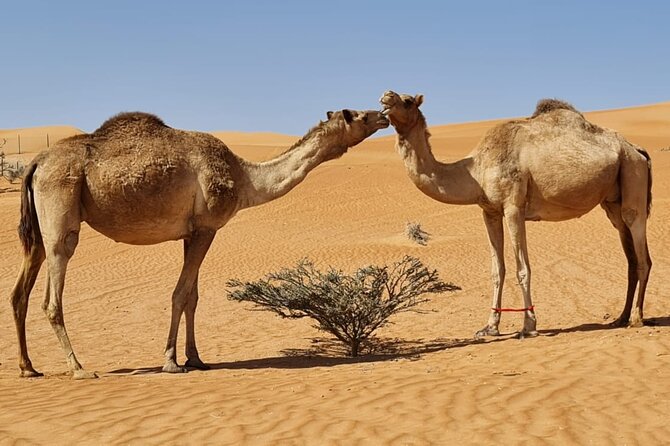 Private Transfer from Muscat to Wahiba Sand Desert by 4WD Vehicle - What this Muscat to Wahiba Sands transfer actually offers