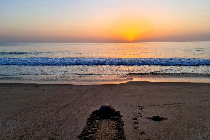 Private Wadi Shab - Ras Al Hadd Overnight - 2 Days Tours - What the $542 price buys you