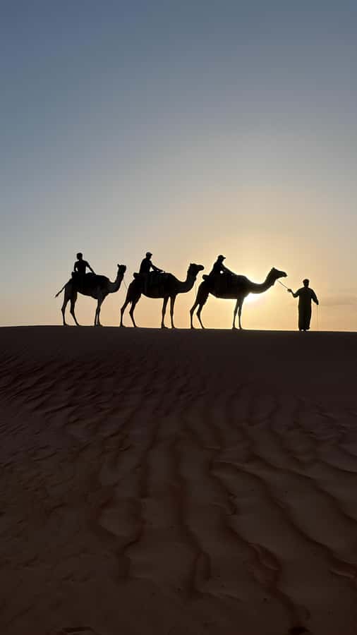 Safari World Zoo and Wahiba Sands with Sunset - The $100 Question: What Value Do You Get?