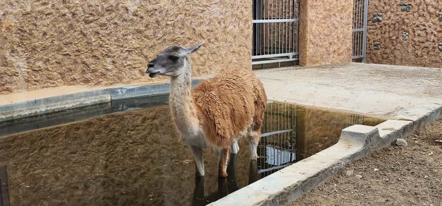 Safari World Zoo and Wahiba Sands with Sunset - Who Will Enjoy This Tour Most?