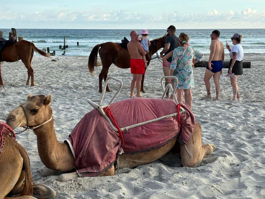 Salalah: Camel Riding on the Beach - Guides, organization, and animal care