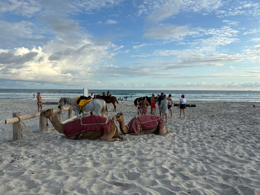 Salalah: Camel Riding on the Beach - Practical preparation for a smoother outing
