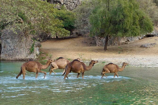 Salalah City and East Tour Combo (Darbat falls, Razat spring) - Starting at Sultan Qaboos Mosque