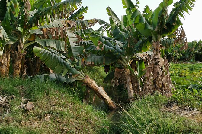 Salalah City private tour - all-inclusive sightseeing tour - The Private Format: Helpful, With One Important Condition