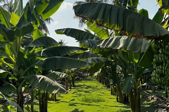 Salalah City Tour: Discover Salalahs Treasures with a Local Guide - Hafa Beach, also called Coconut Beach