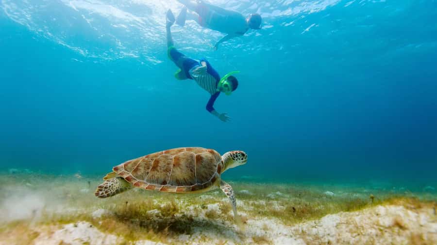 Salalah: Discover Mirbat's Snorkeling Paradise Guided Tour - Key Points Before You Book