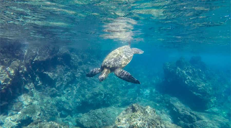 Salalah: Discover Mirbat's Snorkeling Paradise Guided Tour - From Salalah to Mirbat in Half a Day