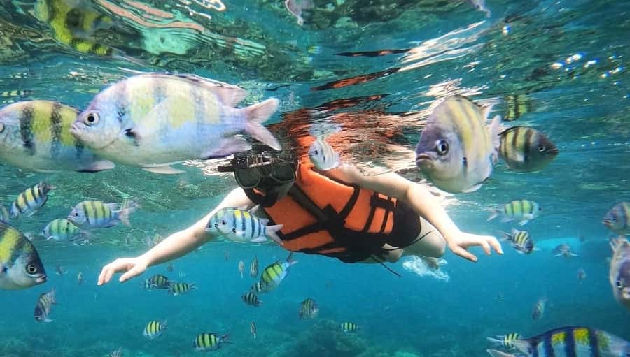 Salalah: Discover Mirbat's Snorkeling Paradise Guided Tour - What You May See Beneath the Arabian Sea