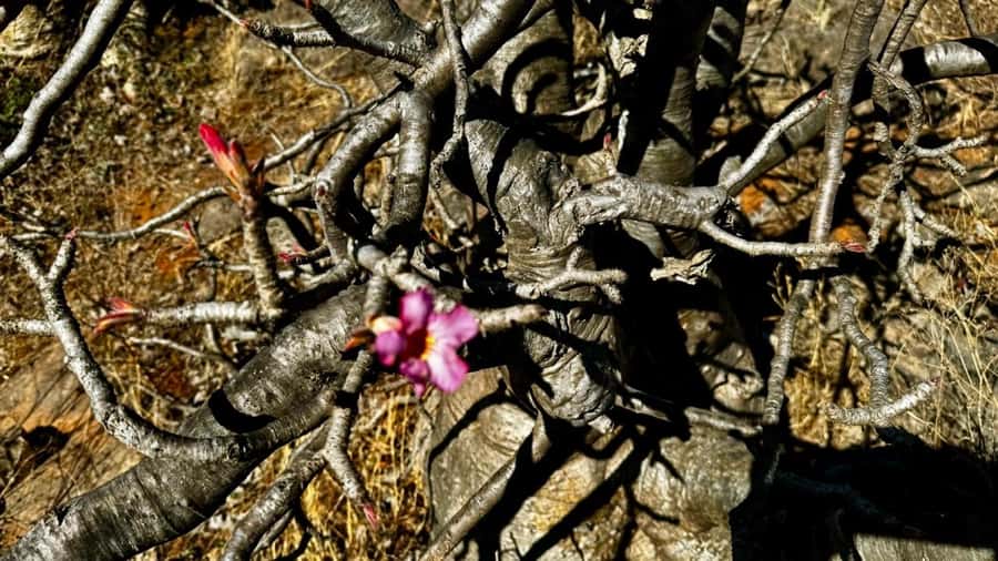 Salalah East Adventure: Waterfalls, Mountain & Safari - Baobab trees and a stranger side of Dhofar