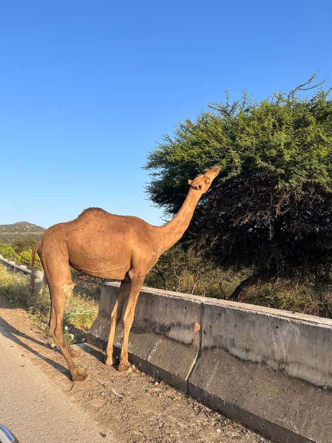 Salalah East Adventure: Waterfalls, Mountain & Safari - Is $180 per person good value?