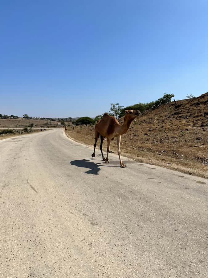 Salalah: Half-Day Guided Tour to Wadi Darbat & Mount Samhan - Guides and the feel of a private car