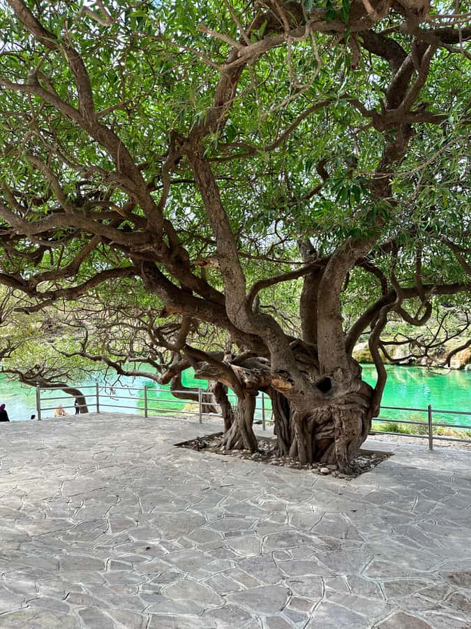 Salalah: Half-Day Guided Tour to Wadi Darbat & Mount Samhan - Taqah Beach: a quiet start by the sea