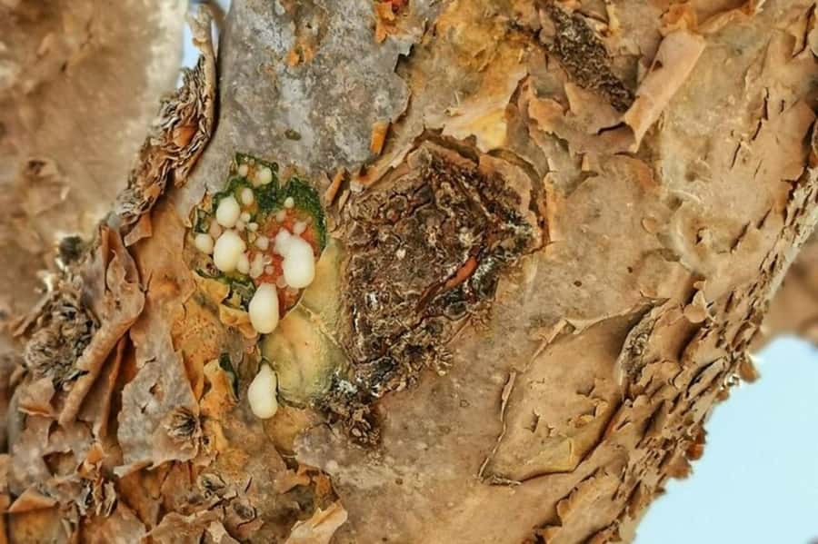 Salalah's Hidden Gems: East & West Adventure - Frankincense trees connect the road to the past