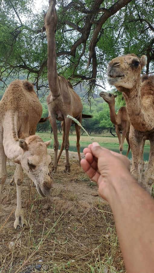 Salalah: Wadi Darbat, ,Teeq Cave - Baobou Trees Tour - Key points to know before booking