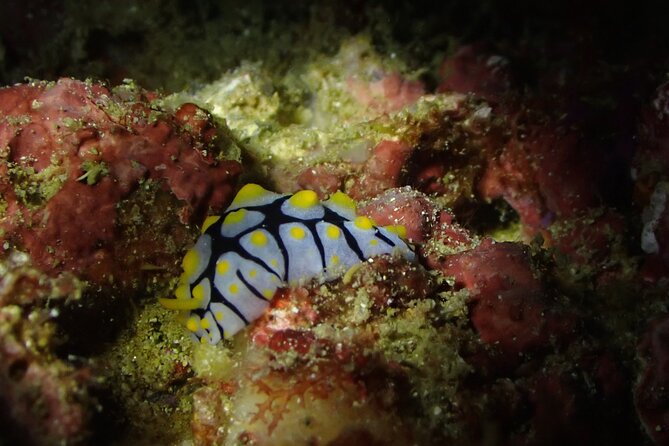 Scuba Diving Adventure in Musandam, Oman - First underwater site, with Lima Rock as a possible highlight