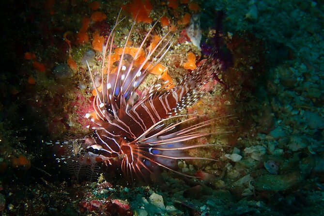 Scuba Diving Adventure in Musandam, Oman - What you may see beneath the Gulf of Oman