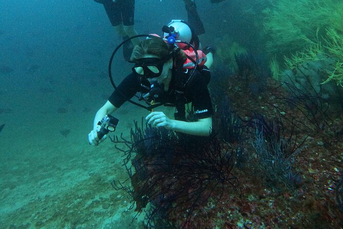 Scuba Diving Adventure in Musandam, Oman - The second site gives the morning more value