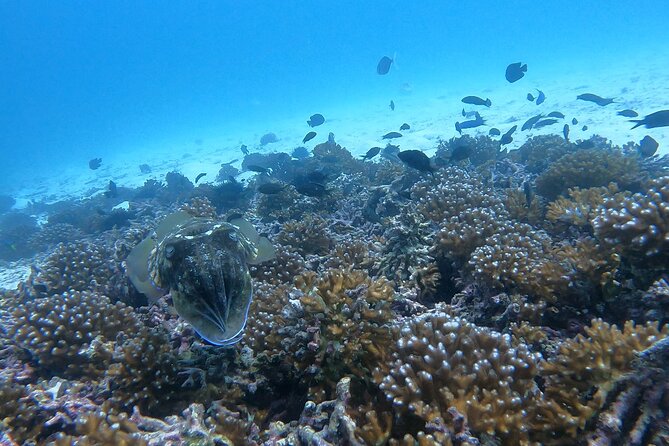 Scuba Diving in muscat - Boat time and the trip to the reef