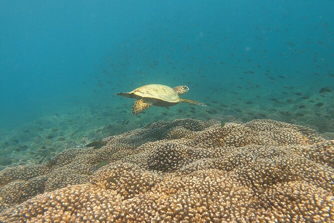 Scuba Diving in muscat - Two underwater sessions in a four-hour outing